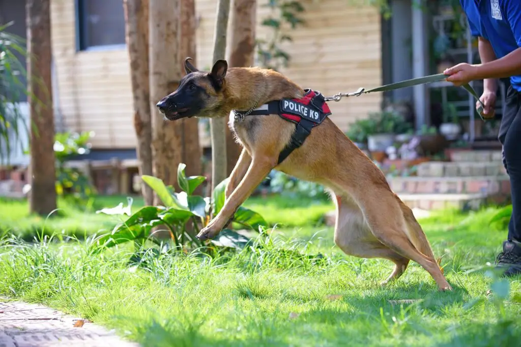 5 Best Guard Dog Breeds To Protect Your Home