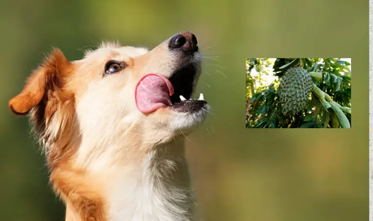 Can dogs eat soursop