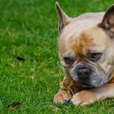 How To Stop My Dogs From Chewing His Paws?